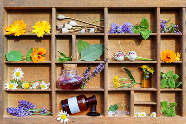 Arnica Tea